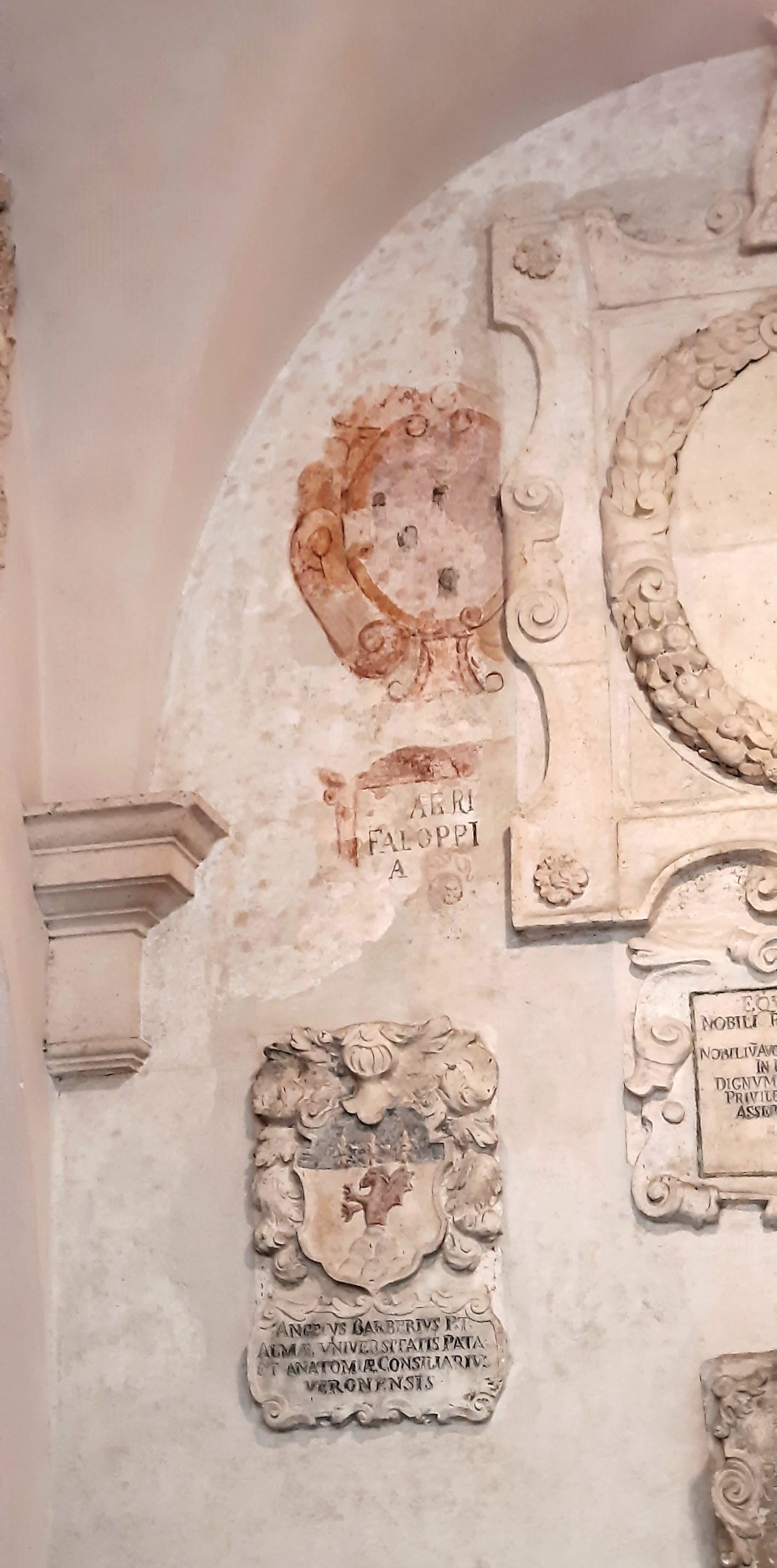 Gabriele Falloppia's coat of arms, Palazzo Bo, Padua (1).jpg